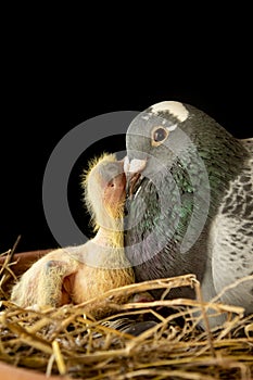 Homing pigeon feeding crop milk to hatch in nest