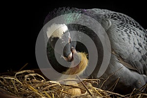 Homing pigeon feeding crop milk to new born bird