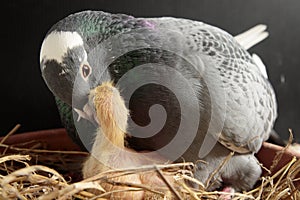 Homing pigeon feeding crop milk to new born in nest