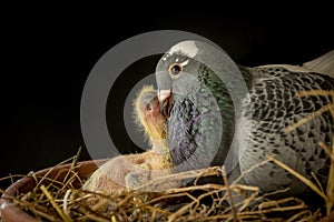 Homing pigeon feeding crop milk to new born pigeon in home nest