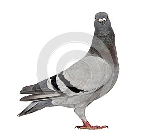 Homing pigeon isolated on white