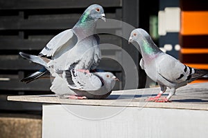 Homing pigeon mating bahavior on home loft