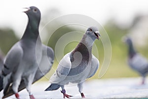 Homing pigeon open mouth for breathing after flying at home loft