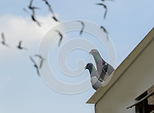 Homing pigeon perching on home loft with flying on blue sky