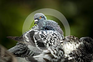 Homing pigeon preen feather in green park