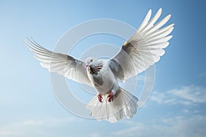 Homing pigeon with pristine white feathers soars through the skies