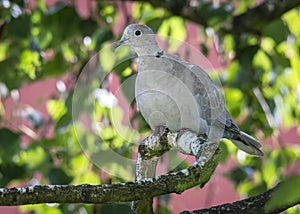 Homing pigeon, racing pigeon or domestic messenger pigeon Latin columba livia domestica closeup taking a break from its long fligh