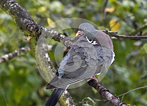 Homing pigeon, racing pigeon or domestic messenger pigeon Latin columba livia domestica closeup taking a break from its long fligh