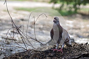 Homing pigeon, racing pigeon taking a break from its long flight