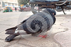 A homing pigeon is resting on the roadside car parking area