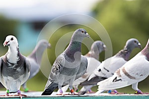 Homing pigeon standing at home trap