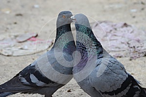 Homing pigeons couples engaged in romance/love