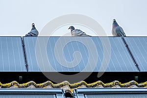 Homing pigeons enjoy the view from a solar panel.