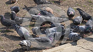 Homing pigeons sitting in a dovecote