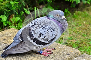 A homing racing pigeon, Columbidae