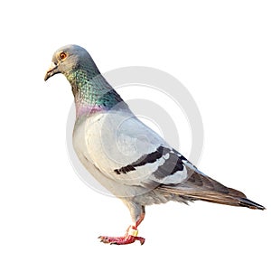 Homing speed racing pigeon bird isolated white background