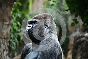 A gorilla full of pride photo