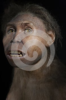 Homo erectus georgicus