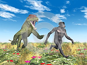 Habilis - Human Evolution