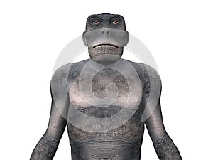 Habilis - Human Evolution