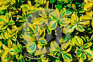 Homogeneous yellow and green leaves background photo