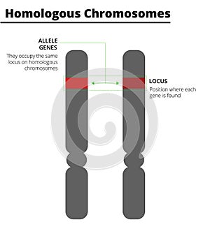 Homologous chromosomes, with allele genes on the same locus.