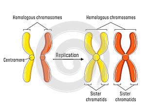 Homologous Chromosomes and Chromatids