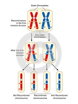 Homologous a pair of chromosomes. Chromosomes in different gametes after meiosis