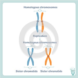 Homologous and sister chromosome. Stock vector illustration