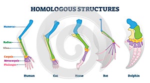 Homologous structure vector illustration. Biological species example scheme