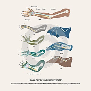 homology of limbed vertebrates..illustration of the comparative skeletal anatomy of vertebrate forelimbs