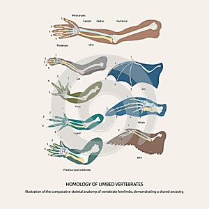 homology of limbed vertebrates..illustration of the comparative skeletal anatomy of vertebrate forelimbs photo
