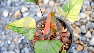 Homolomena Rubescens variegated in the pot