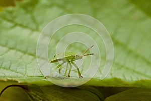 Homoptera photo