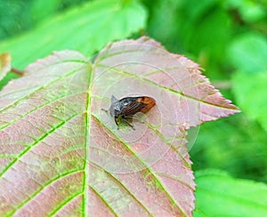 Homoptera. Centrotus cornutus. Insect. Animal. photo