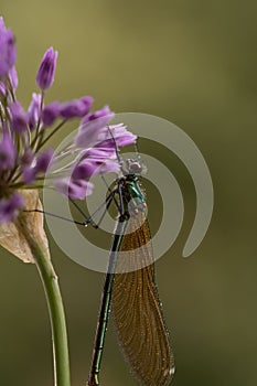 Homoptera dragonfly perched atop vibrant purple flowers photo