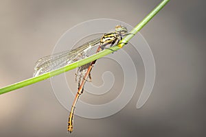 Homoptera dragonfly perched on a vibrant green plant photo
