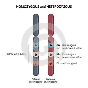 Homozygous and Heterozygous.