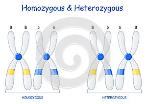 Homozygous and Heterozygous chromosomes photo