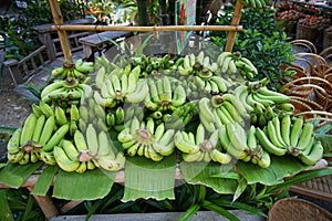 Homthong bananas cut from the garden.