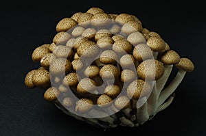 Hon-shimeji (brown beech) mushrooms