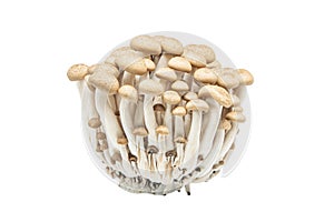 Hon-shimeji or buna shimeji mushroom isolated white background
