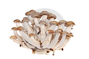 Hon Shimeji mushrooms