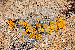 Hondeklipbay Gazania, Gazania splendidissima between tha rocks 11384