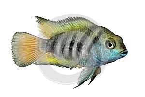 Honduran cichlid Amatitlania tropical aquarium fish