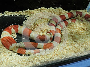 Honduran milk snake.