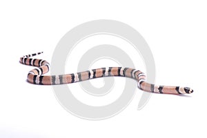 Honduran milk snake,Lampropeltis triangulum hondurensis, anerythristic photo