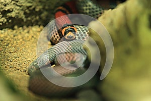 Honduran milk snake