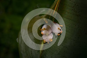 Honduran white bat, Ectophylla alba, cute white fur coat bats hidden in the green leaves, Braulio Carrillo NP in Costa Rica.