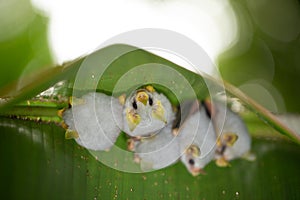 Honduran white bat Ectophylla alba